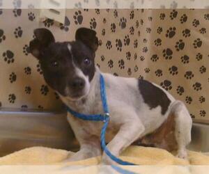 Rat Terrier-Unknown Mix Dogs for adoption in Sacramento, CA, USA