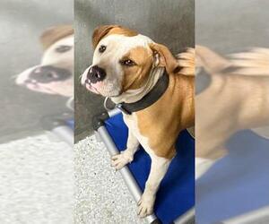 American Bulldog-Unknown Mix Dogs for adoption in Lodi, CA, USA