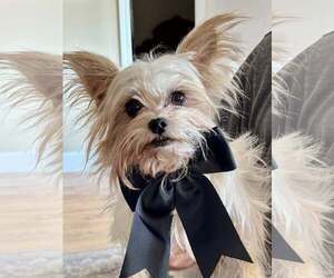 Mutt Dogs for adoption in Greenville, SC, USA