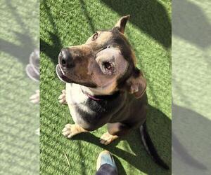 German Shepherd Dog-Unknown Mix Dogs for adoption in Sacramento, CA, USA