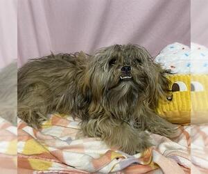 Shih Tzu-Unknown Mix Dogs for adoption in Modesto, CA, USA