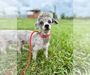 Poodle (Toy) Dogs for adoption in Pacolet, SC, USA