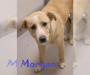 Goberian Dogs for adoption in Augusta, GA, USA