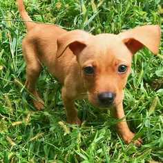 Chihuahua-Unknown Mix Dogs for adoption in Palatine, IL, USA