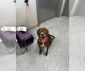 Staffordshire Bull Terrier Dogs for adoption in Pasadena, TX, USA