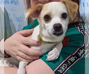 Mutt Dogs for adoption in Tempe , AZ, USA