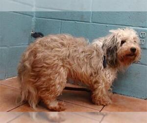 Shih Tzu-Unknown Mix Dogs for adoption in Downey, CA, USA