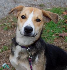 Small Beagle-English Foxhound Mix