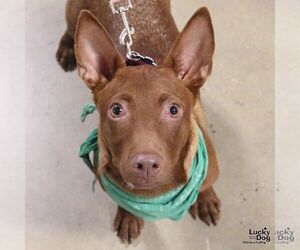 Chihuahua-Unknown Mix Dogs for adoption in Washington, DC, USA