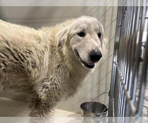 Great Pyrenees Dogs for adoption in Bakersfield, CA, USA