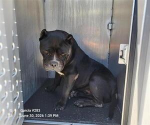 Bulldog-Unknown Mix Dogs for adoption in San Antonio, TX, USA