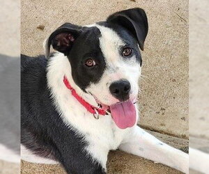 Border Collie-Staffordshire Bull Terrier Mix Dogs for adoption in Wakefield, RI, USA