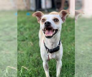 Italian Greyhuahua Dogs for adoption in Wylie, TX, USA