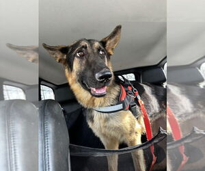 German Shepherd Dog Dogs for adoption in Raleigh, NC, USA