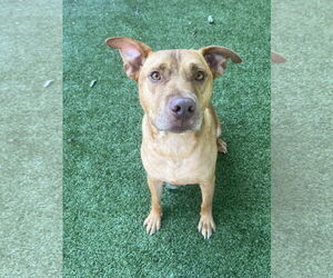 Mutt Dogs for adoption in Hilton Head, SC, USA