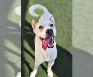 Mutt Dogs for adoption in McKinney, TX, USA