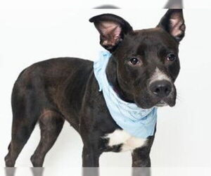 Carolina Dog-Unknown Mix Dogs for adoption in Tallahassee, FL, USA