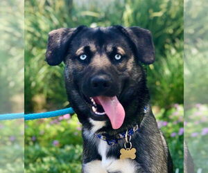 Australian Shepherd-Huskies  Mix Dogs for adoption in Beverly Hills, CA, USA