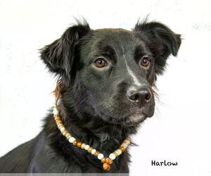 Colonial Cocker Spaniel-Unknown Mix Dogs for adoption in Hot Springs Village, AR, USA