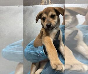 Mutt Dogs for adoption in Calgary, Alberta, Canada