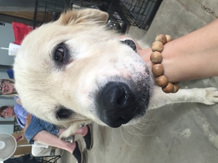 Great Pyrenees Dogs for adoption in Norman, OK, USA