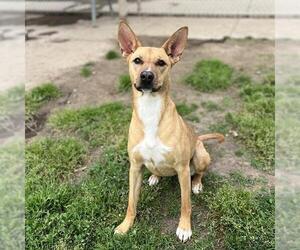 American Pit Bull Terrier-Unknown Mix Dogs for adoption in Modesto, CA, USA