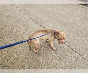 American Pit Bull Terrier-Unknown Mix Dogs for adoption in Houston, TX, USA