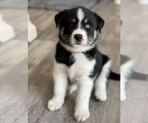 Labrador Retriever-Unknown Mix Dogs for adoption in San Diego, CA, USA