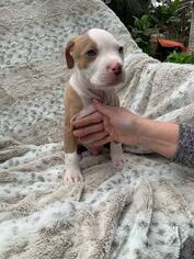 American Staffordshire Terrier Dogs for adoption in Los Banos, CA, USA