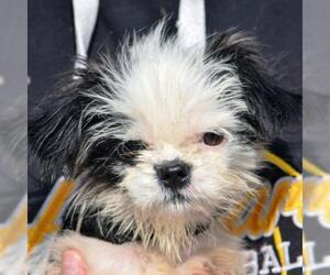 Jatzu Dogs for adoption in Huntley, IL, USA