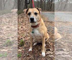 Labrador Retriever-Unknown Mix Dogs for adoption in Clarkesville, GA, USA