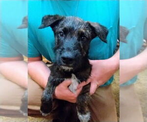Mutt Dogs for adoption in Boston, MA, USA