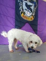 Maltipoo Dogs for adoption in Trenton, MO, USA
