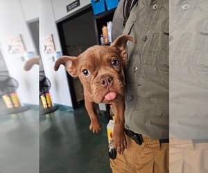 Bulldog-Unknown Mix Dogs for adoption in Oak Bluffs, MA, USA