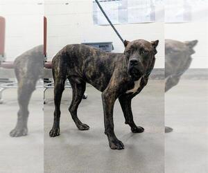 Mutt Dogs for adoption in Forestville, MD, USA