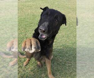 German Shepherd Dog-Unknown Mix Dogs for adoption in Riverside, CA, USA