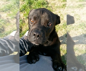 Boxador Dogs for adoption in Mt. Vernon, IN, USA