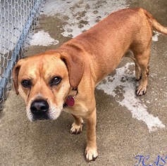 Mutt Dogs for adoption in Morehead, KY, USA