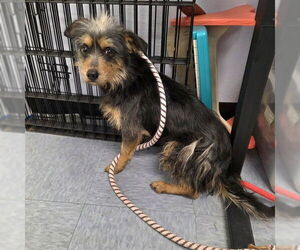 Mutt Dogs for adoption in Long Beach, CA, USA