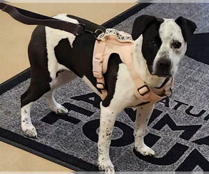 American Pit Bull Terrier Dogs for adoption in Decatur, IL, USA