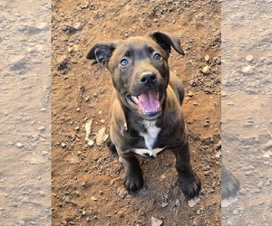 Labrador Retriever Dogs for adoption in MIDWAY, UT, USA
