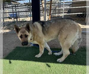 German Shepherd Dog Dogs for adoption in HESPERIA, CA, USA