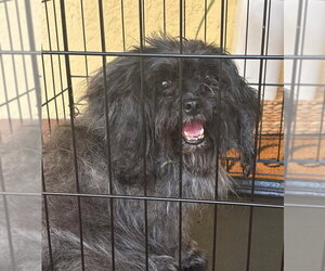 Shih Tzu-Unknown Mix Dogs for adoption in Oakland Park, FL, USA