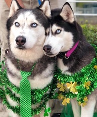 Siberian Husky Dogs for adoption in Thonotosassa, FL, USA