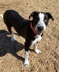 Lab-Pointer Dogs for adoption in Virginia Beach, VA, USA
