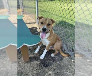 American Pit Bull Terrier-Unknown Mix Dogs for adoption in Pasadena, TX, USA