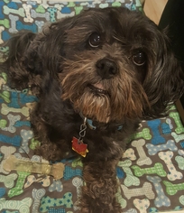 Shih Tzu-Unknown Mix Dogs for adoption in Pataskala, OH, USA