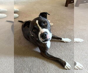 American Staffordshire Terrier-Unknown Mix Dogs for adoption in Westmont, IL, USA