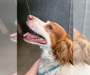 Brittany Dogs for adoption in Curwensville, PA, USA