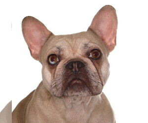 French Bulldog-Unknown Mix Dogs for adoption in Oakland Park, FL, USA